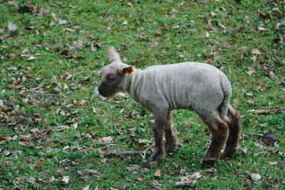 Sheep standing on field