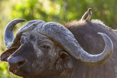 African buffalo with an oxpecker on his back