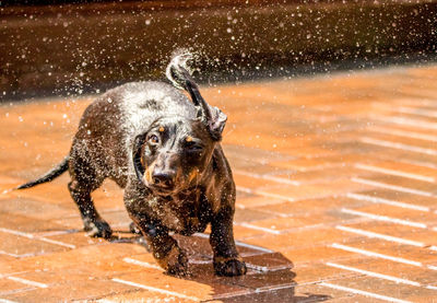 Dog running in water