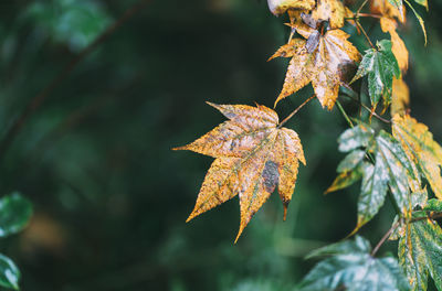 Close-up of maple leaves on tree during autumn