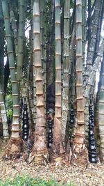 Low section of bare trees in forest