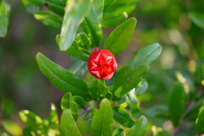 Red flower blooming on pomegranate tree in garden