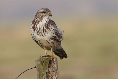 Close-up of bird perching on wooden post