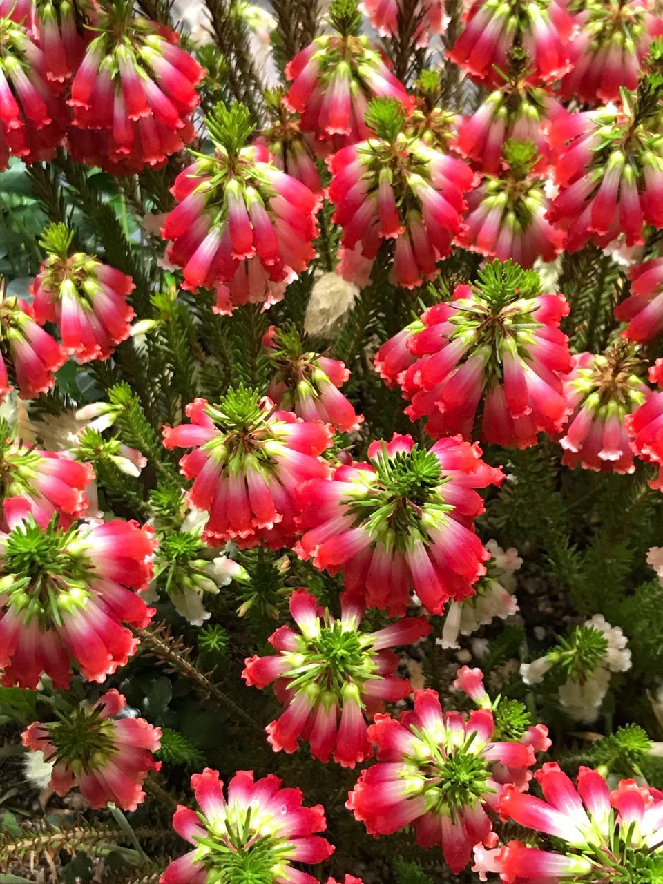 flowering plant, flower, plant, freshness, beauty in nature, growth, petal, fragility, vulnerability, flower head, inflorescence, close-up, nature, no people, day, pink color, red, outdoors, high angle view, land, pollen