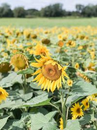 Close-up of sunflowers blooming on field