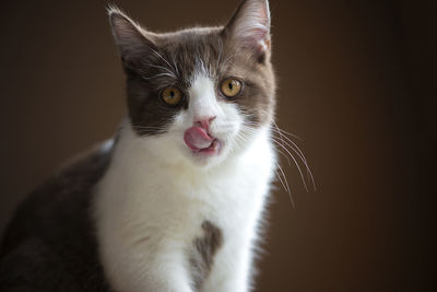British short hair cat with bright yellow eyes licking with tongue isolated on brown background