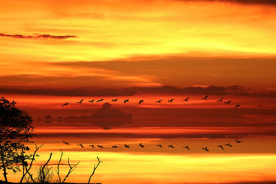 Flock of birds in sky at sunset