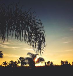 Silhouette of trees at sunset