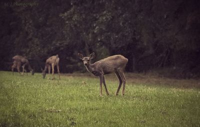 Deer grazing on field