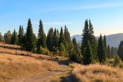 Trees in forest against sky