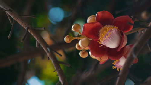 Close-up of flowering plant