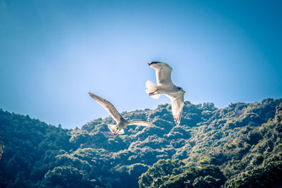 Low angle view of seagull flying