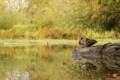 Duck in a lake