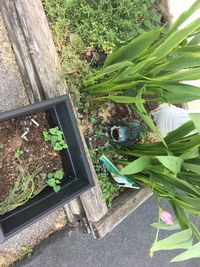 High angle view of cat amidst plants