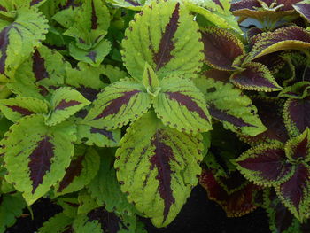 Full frame shot of green leaves