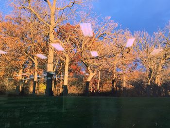 Trees against sky