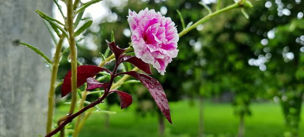 Close-up of pink flowering plant