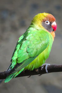 Close-up of parrot perching on branch