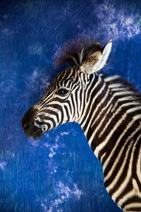 Side view of zebra against blue wall at zoo