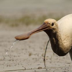 Close-up of pelican on water