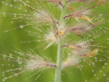 Close-up of spider on plant
