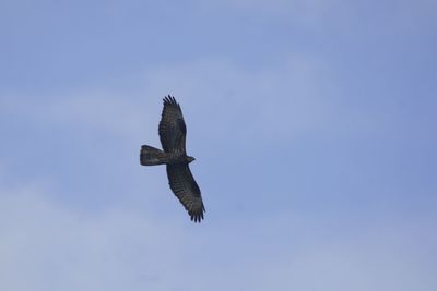 Low angle view of eagle flying in sky