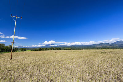 Scenic view of agricultural field against blue sky