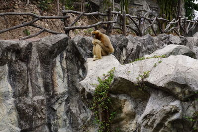 Gibbon sitting on rock