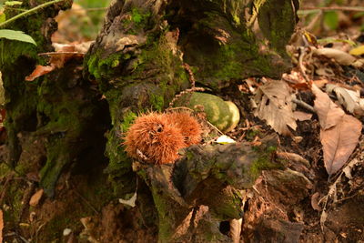 High angle view of mushroom growing on field