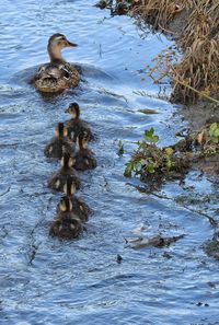 Duck swimming in lake