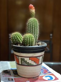 Close-up of cactus on table