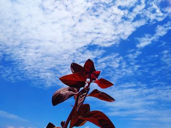 Low angle view of red flowering plant against blue sky