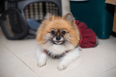 Portrait of dog sitting at home