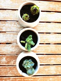 Directly above shot of potted plants on table