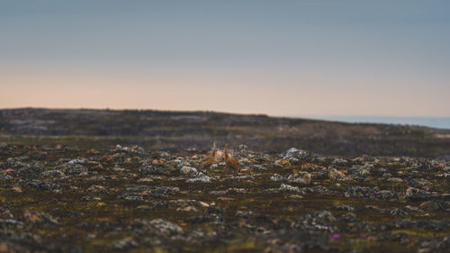 Birds on landscape against clear sky during sunset