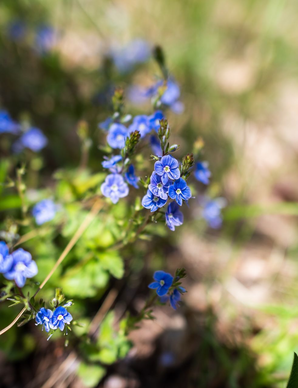 CLOSE-UP OF BLUE FLOWERING PLANT