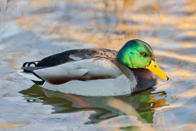 Male mallard waterfowl bird dabbling in pond or river. close up of anas platyrhynchos, drake duck