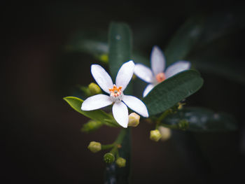 Close-up of white flowering plant