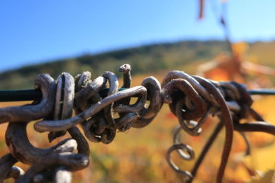 Close-up of chain against clear sky