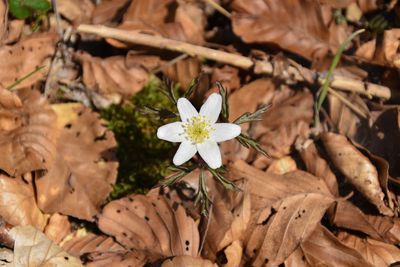 Close-up of white flowering plant in field