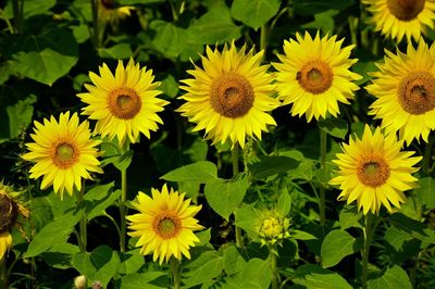 Close-up of yellow flower