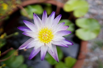 Close-up of purple flower