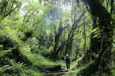 Rear view of man standing on tree trunk in forest