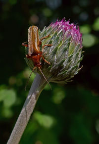 Close-up of insect on plant