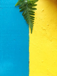 Close-up of yellow leaf against wall