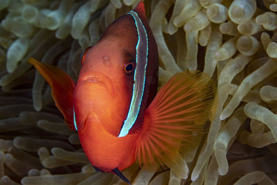 Tomato clownfish - portrait underwater photography