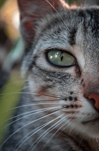 Close-up portrait of a cat with green eyes