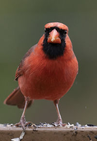 Close-up of bird