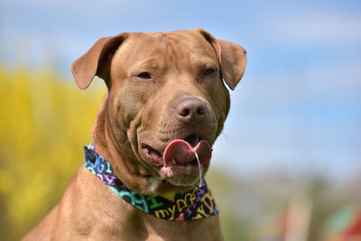 Close-up portrait of a dog