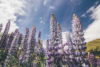 Flowers blooming against sky